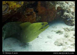 Large green eel in Cozumel, Mexico. Shot with Canon Rebel... by Margo Cavis 
